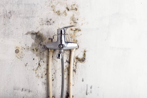 Best Office Mold Removal Services  in Orfordville, WI
