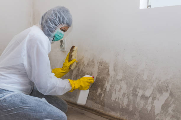 Best Residential Mold Removal  in Orfordville, WI