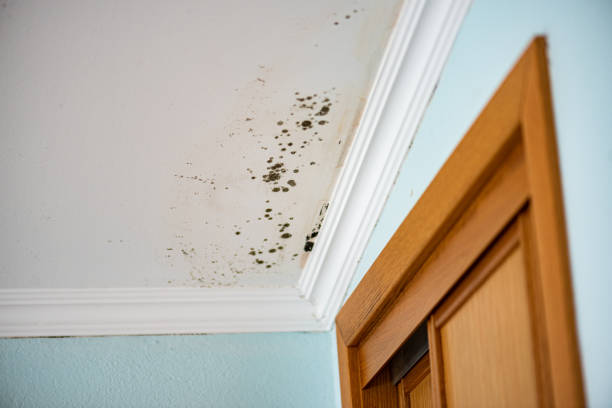 Best Office Mold Removal Services  in Orfordville, WI