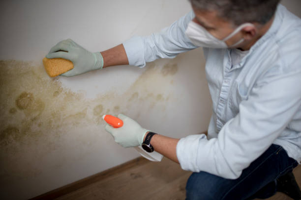 Best Home Mold Removal  in Orfordville, WI