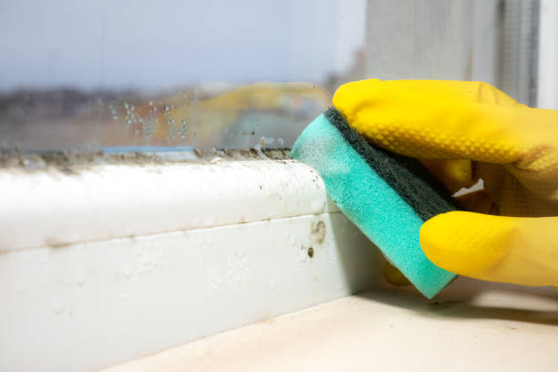 Best Mold Cleaning Services  in Orfordville, WI