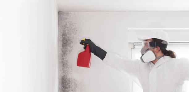 Best Professional Mold Removal  in Orfordville, WI