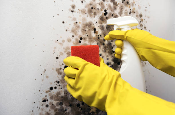 Best Toxic Mold Removal  in Orfordville, WI