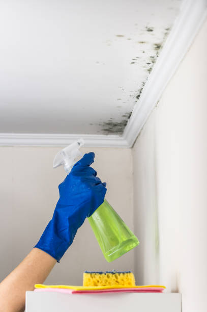 Best Mold Removal Company Near Me  in Orfordville, WI